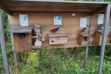 Poslechněte si, jak zpívá rehek, rorýs nebo houká puštík obecný.