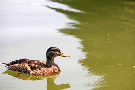 Foto: Milan Mikšík